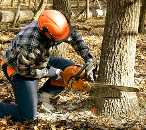 Tree Removal in Crane, MO